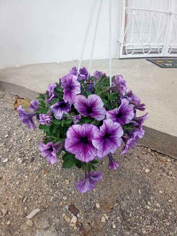 Hibiscus Siracusa Syracuse Exterior foto
